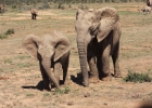 Addo Elephant N.P.