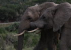 Addo Elephant N.P.