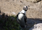 Boulders Beach