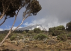 Kilimanjaro - Shira Camp