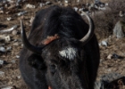 Yak Kharka-Thorang Phedi