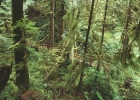 Vancouver Island - Rainforest