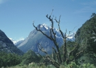 Milford Sound